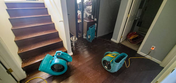 Best Water damage cleanup near me  in Wesley Chapel, FL